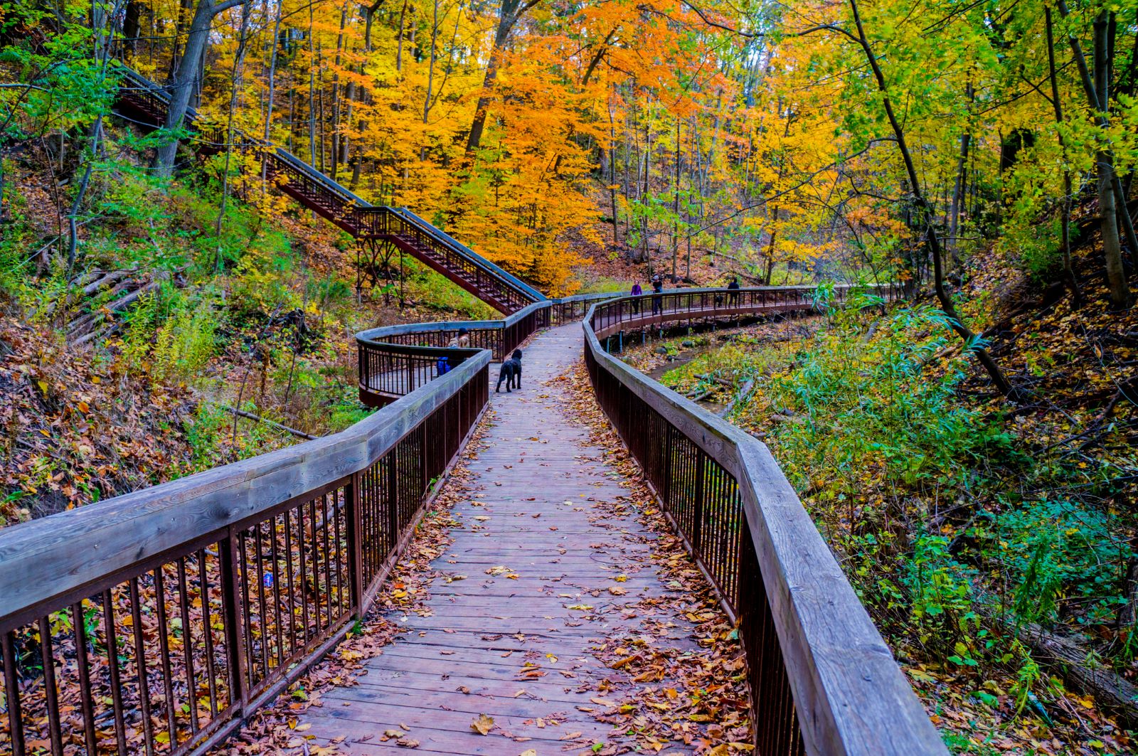 Wooded Trails